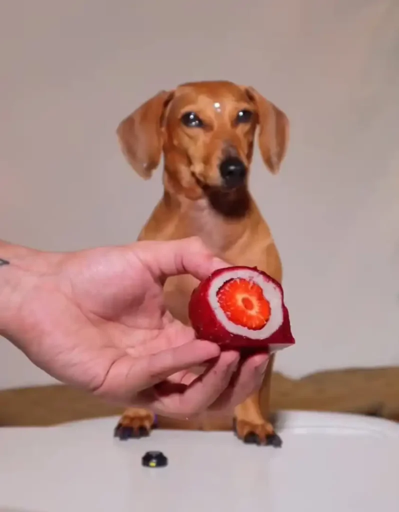Um cão salsicha marrom está sentado ereto, olhando para uma mão que lhe oferece um petisco em forma de sushi. O petisco é vermelho por fora e revela uma fatia de morango no centro, que é branca e vermelha. O fundo é de cor creme. Há um pequeno objeto preto no chão na frente do cachorro.