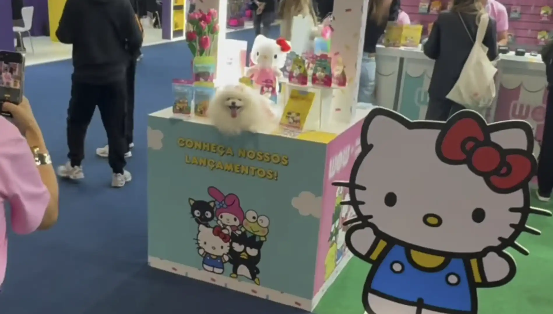 Um cachorrinho da raça Lulu da Pomerânia, branco e fofo, posa em cima do balcão de um estande da Hello Kitty.