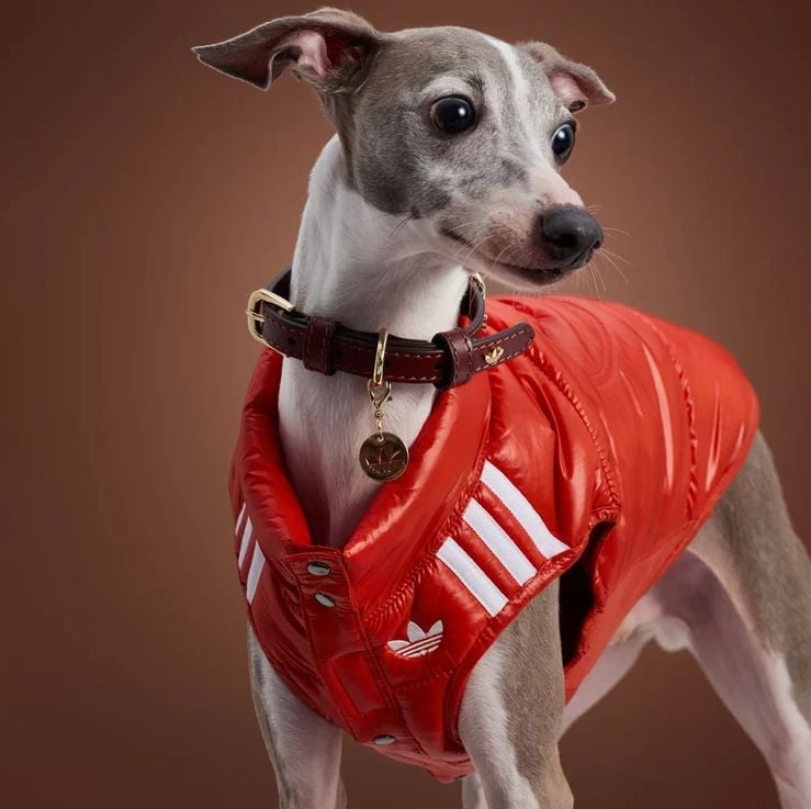 Um Galgo Italiano usando um colete puffer vermelho brilhante com o logo Adidas Trefoil e listras brancas.
