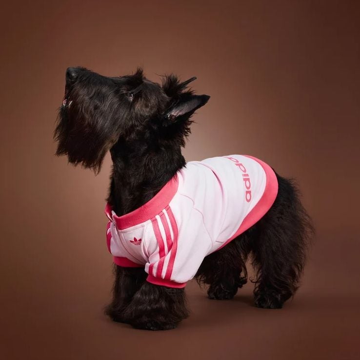 Um Terrier Escocês (Scottie) preto usando um agasalho esportivo branco e rosa da Adidas.