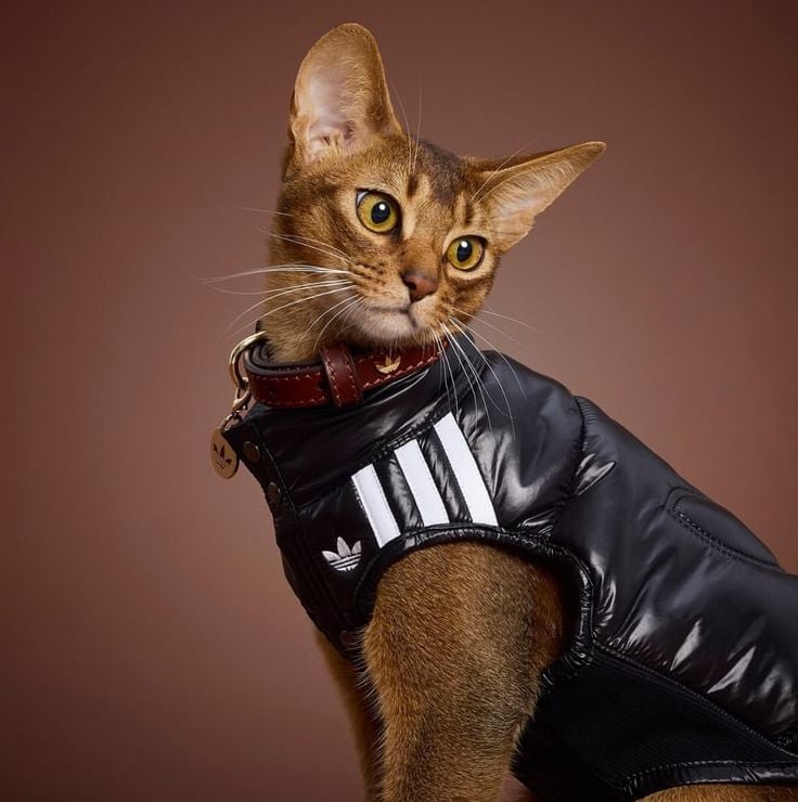 Um gato Abissínio em um colete puffer (acolchoado) preto brilhante da Adidas.