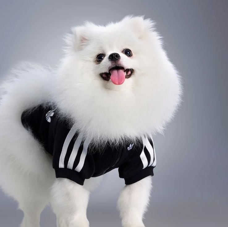 Um Spitz Alemão Anão (Pomeranian) branco em uma jaqueta esportiva Adidas preta e branca.