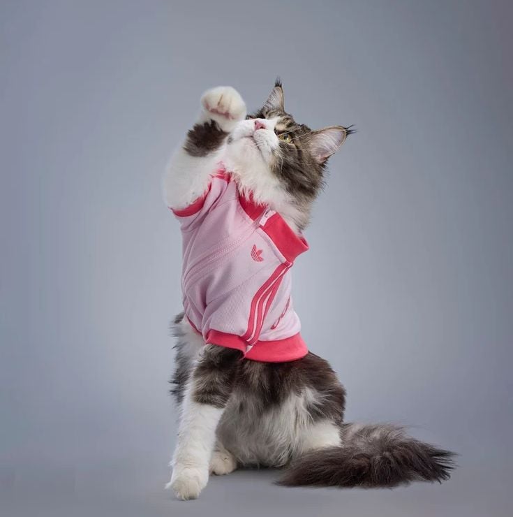Um gato Maine Coon marrom, branco e malhado usando uma camiseta esportiva Adidas rosa.
