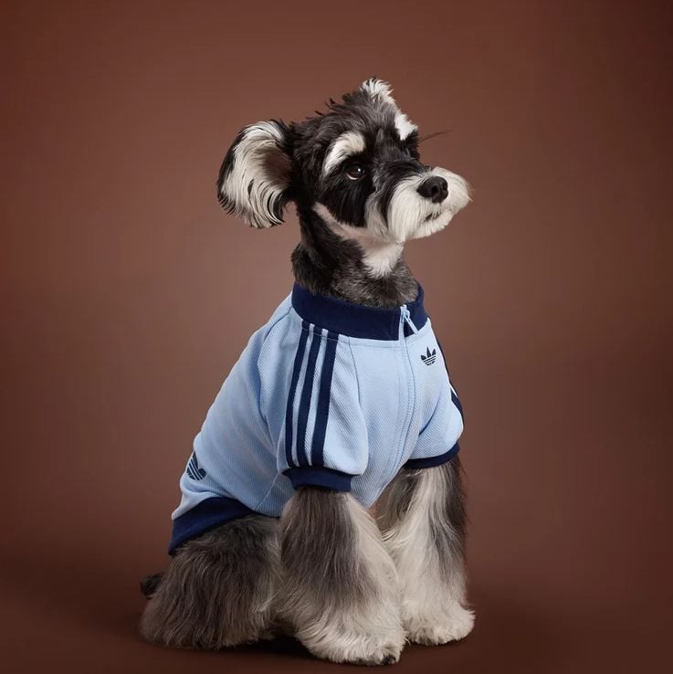 Um Schnauzer Miniatura sentado, usando uma jaqueta esportiva Adidas azul-claro e azul-marinho.
