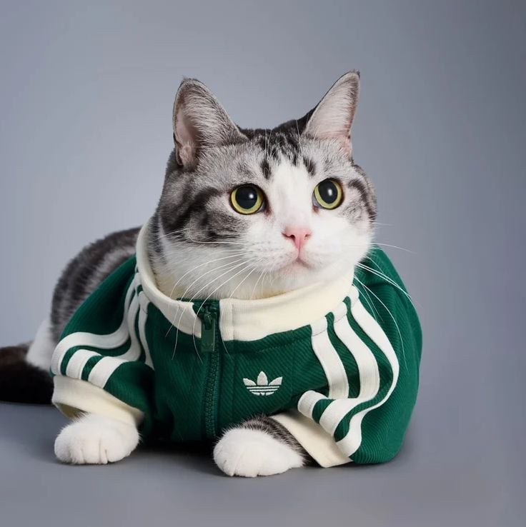 Um gato malhado deitado, vestindo um casaco esportivo Adidas verde e creme.