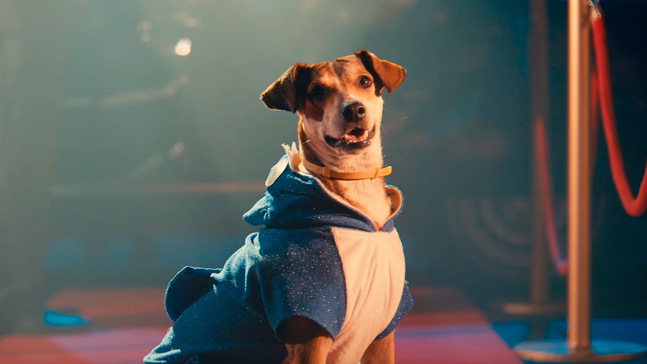 Um cachorro sorridente, de pelagem marrom e branca, sentado e vestindo uma fantasia azul e branca de tubarão com capuz. O fundo está escuro, com luzes coloridas de palco.