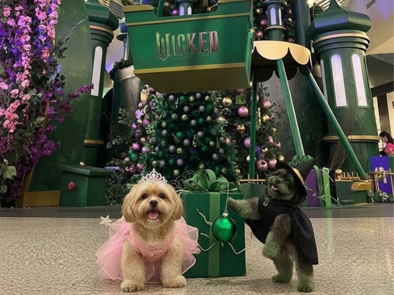 Dois cães da raça Shih Tzu fantasiados, um de princesa com coroa e vestido rosa e o outro de bruxa com chapéu e capa preta, posando em frente a uma decoração de Natal verde no Mooca Plaza Shopping.